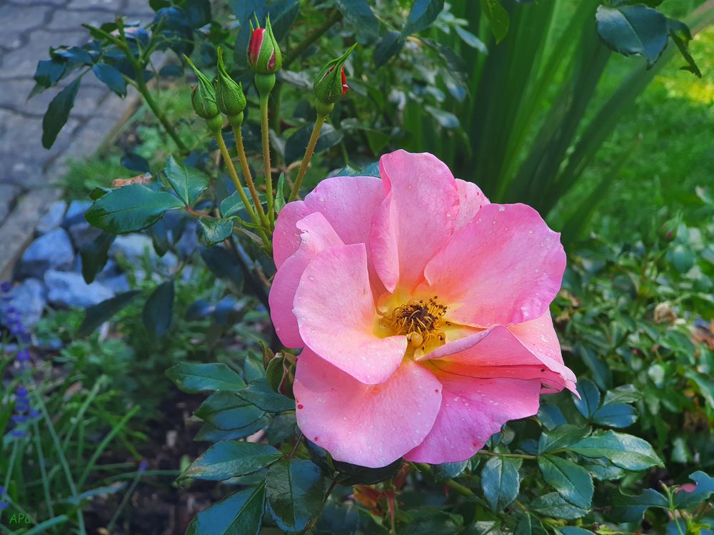 Noch blühen die Rosen