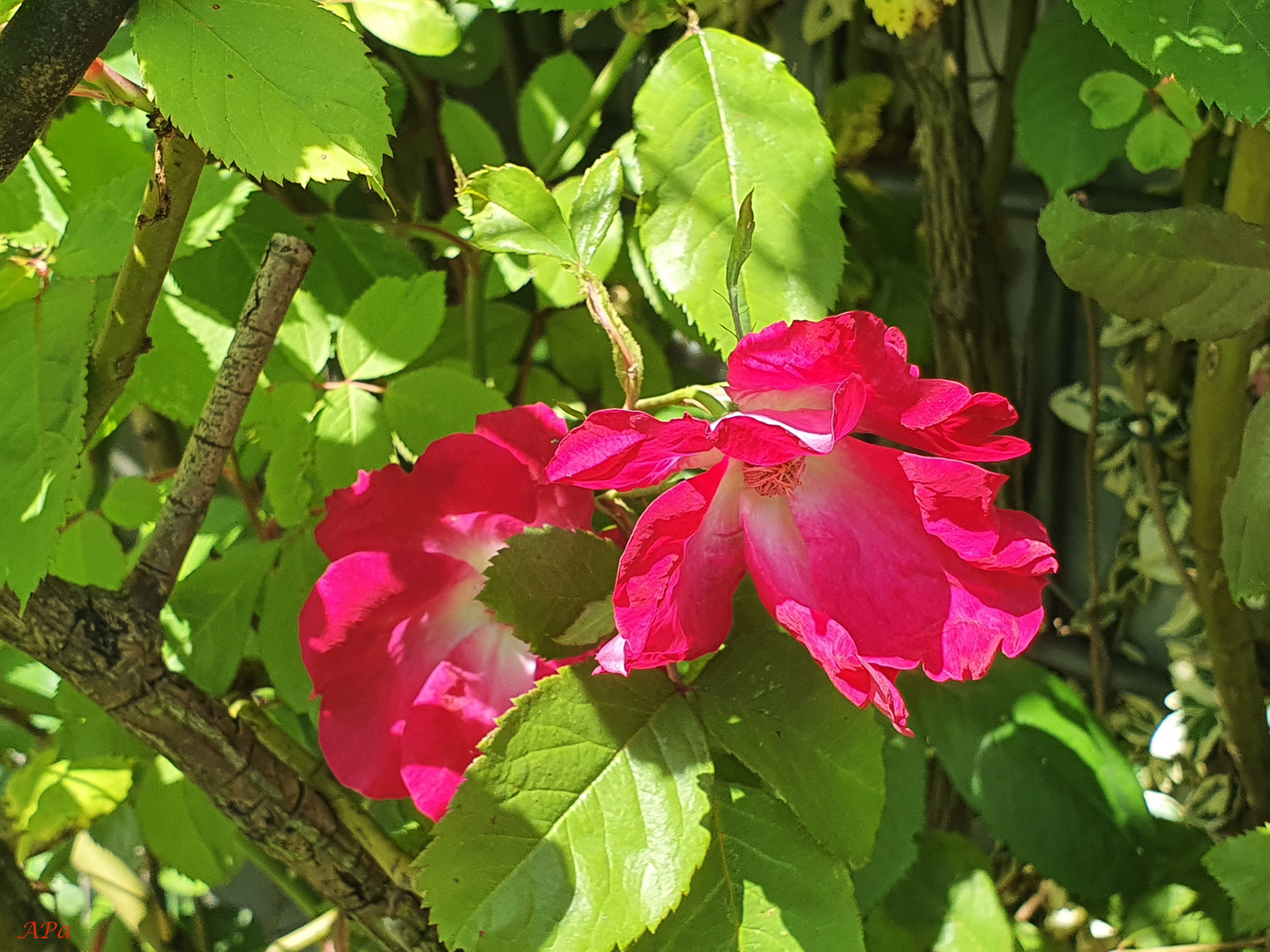 ... noch blühen die Rosen...