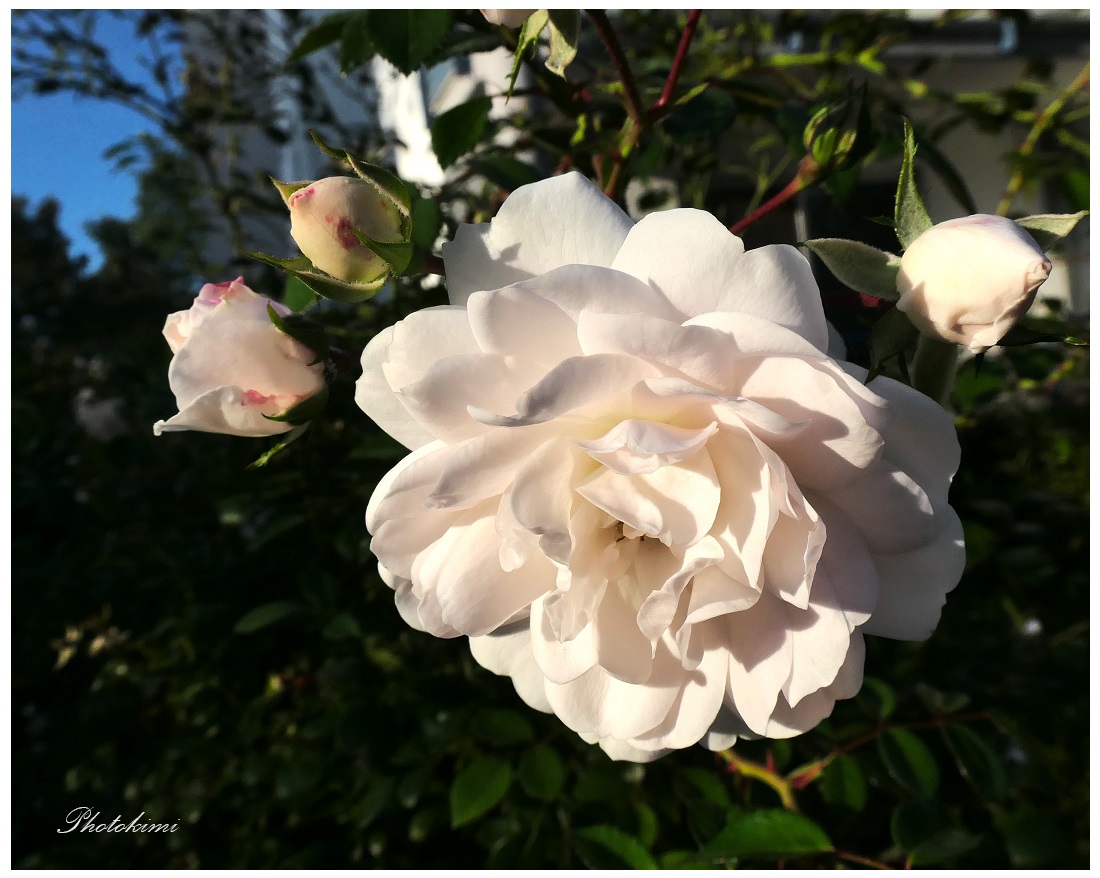 Noch blühen die Rosen (II)