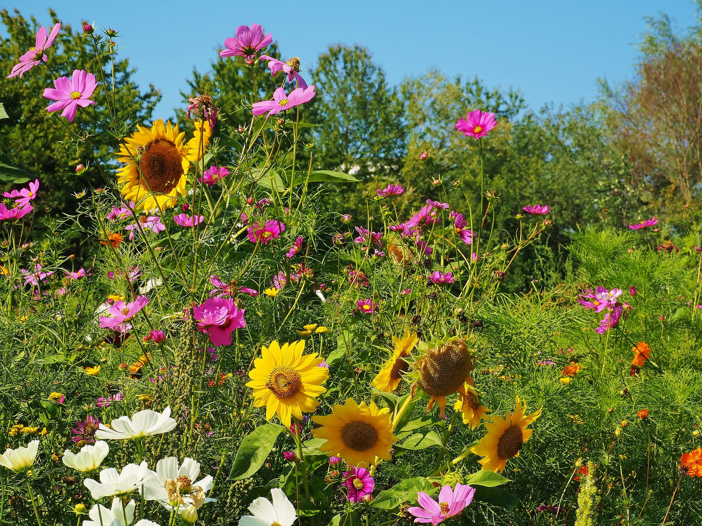 Noch blühen die Sommerblumen