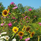 Noch blühen die Sommerblumen