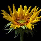 Noch blühen ein paar Sonnenblumen - ( Stacking Bild )