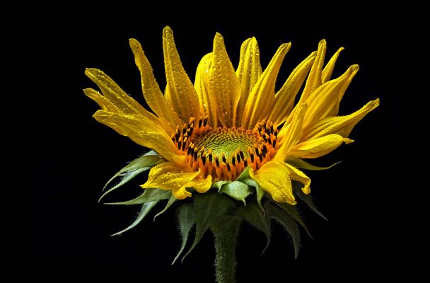 Noch blühen ein paar Sonnenblumen - ( Stacking Bild ) 