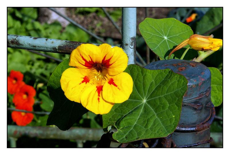 Noch blühen einige Blumen, nur wie lange noch?