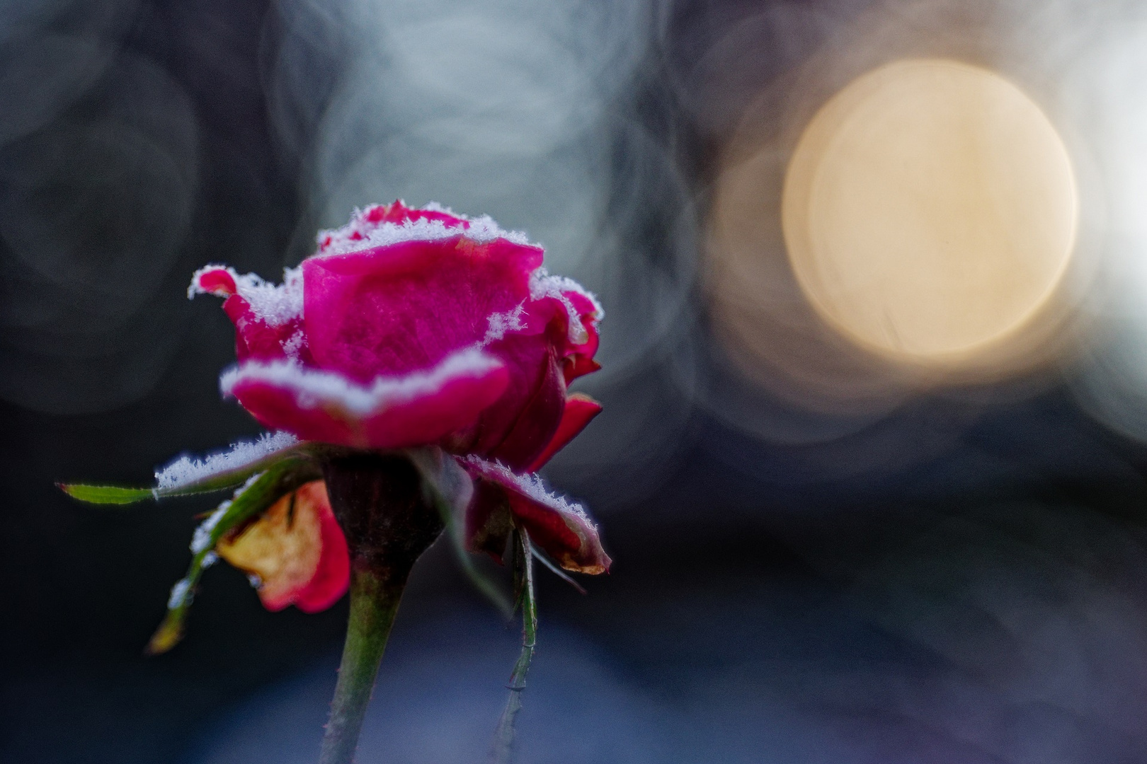 Noch blühen einzelne Rosen