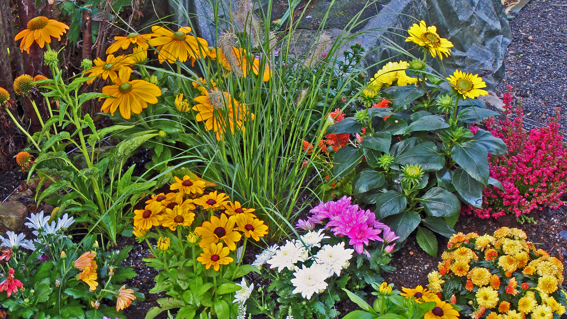 Noch blühen sie aber es geht langsam dahin...im Garten