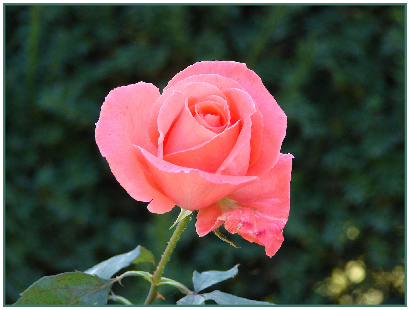 Noch blühen sie - die rosen die einem so gefallen!