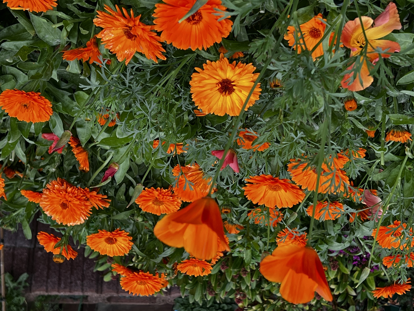 NOCH blühen sie schön, die Ringelblumen und der Kalifornische Mohn