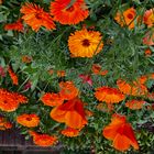 NOCH blühen sie schön, die Ringelblumen und der Kalifornische Mohn