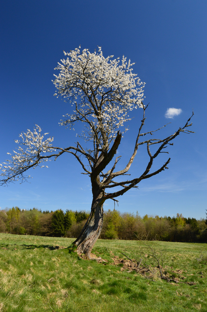 noch blüht der alte Kirschbaum