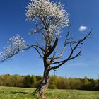 noch blüht der alte Kirschbaum