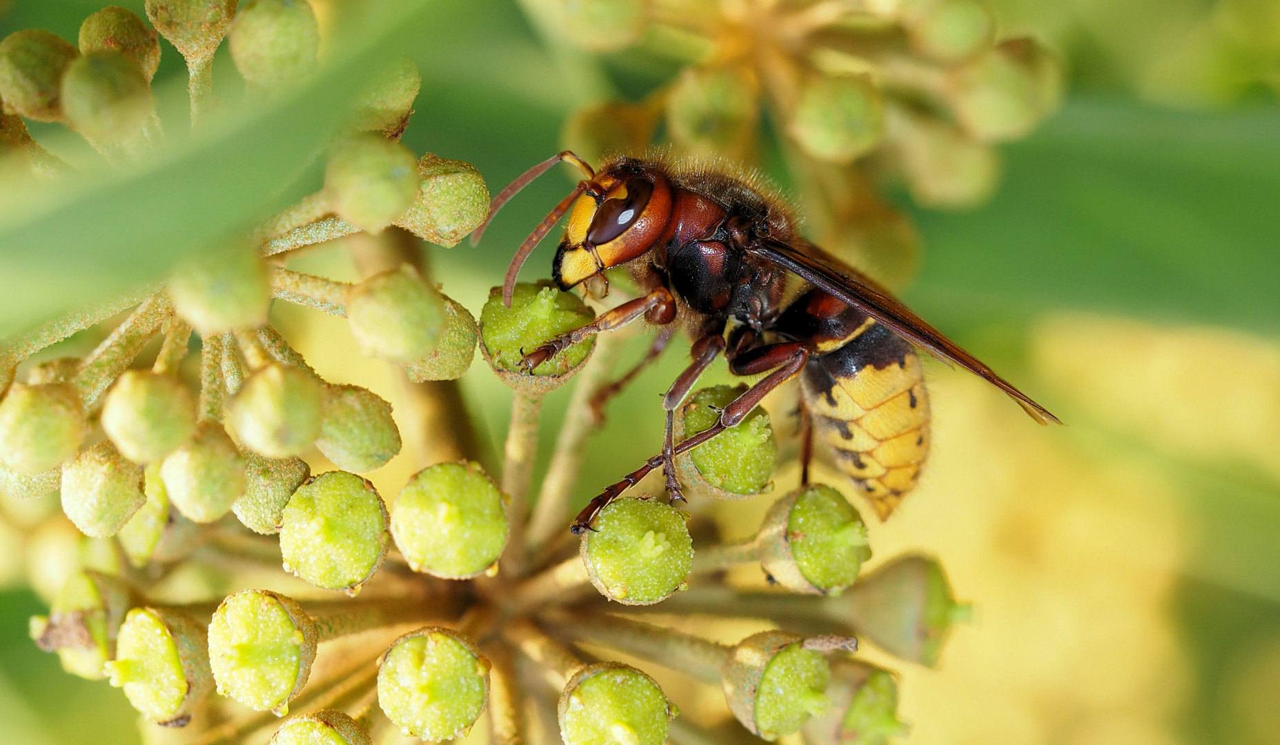 Noch Bluht Der Efeu Foto Bild Fotos Makro Natur Bilder