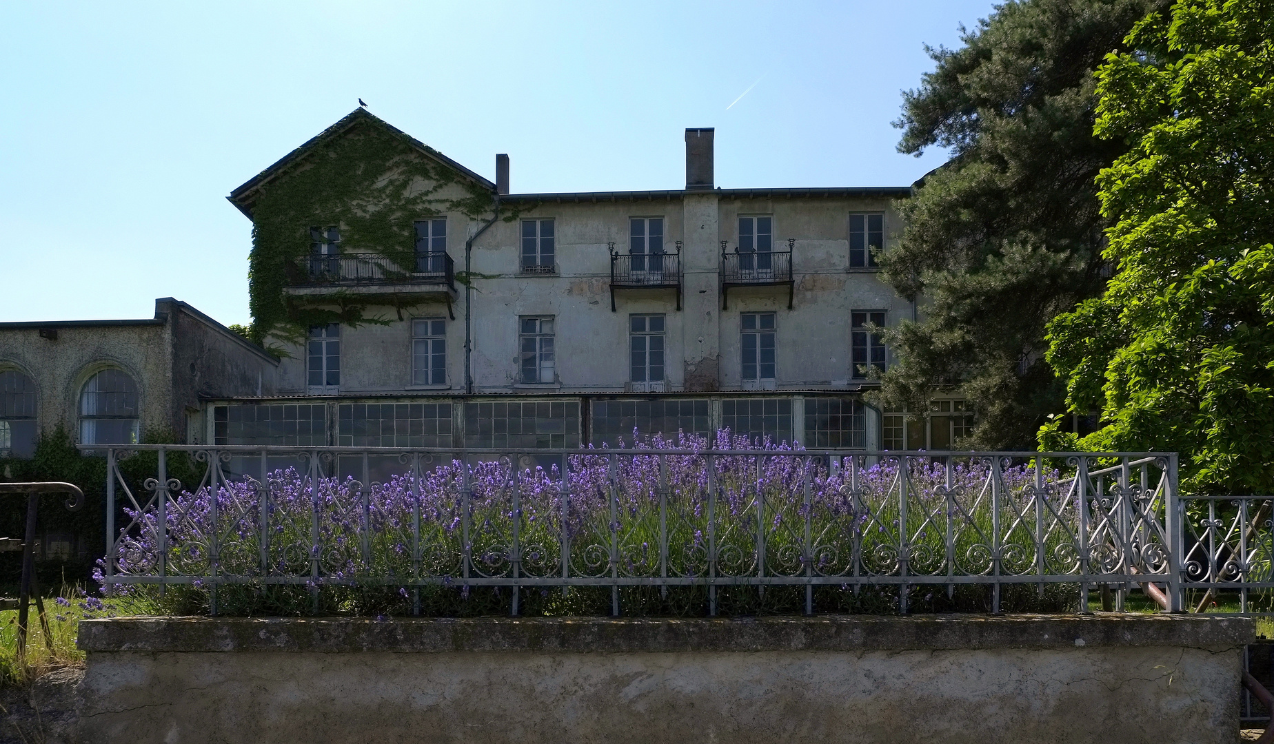 noch blüht der Lavendel