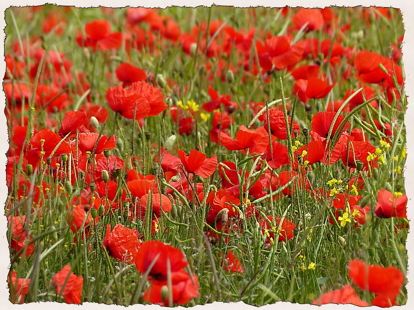 Noch blüht der Mohn 