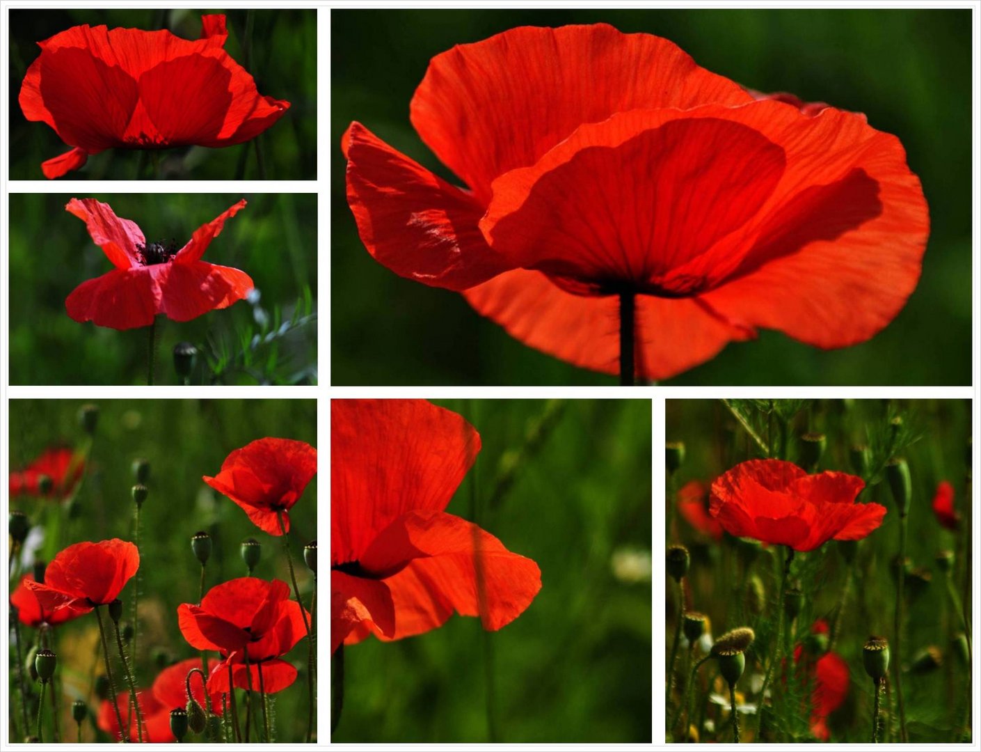 Noch blüht der Mohn.....