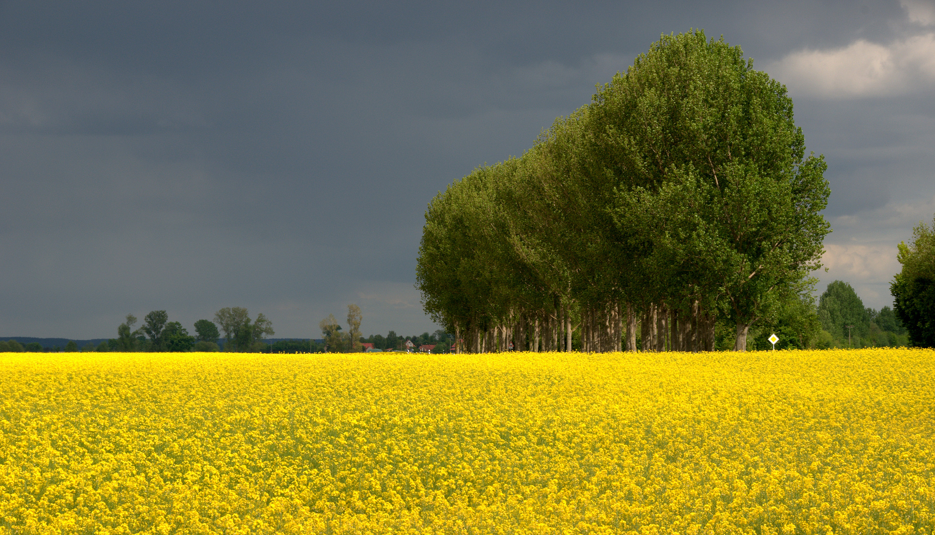 Noch Bluht Der Raps Foto Bild Landschaft Acker Felder