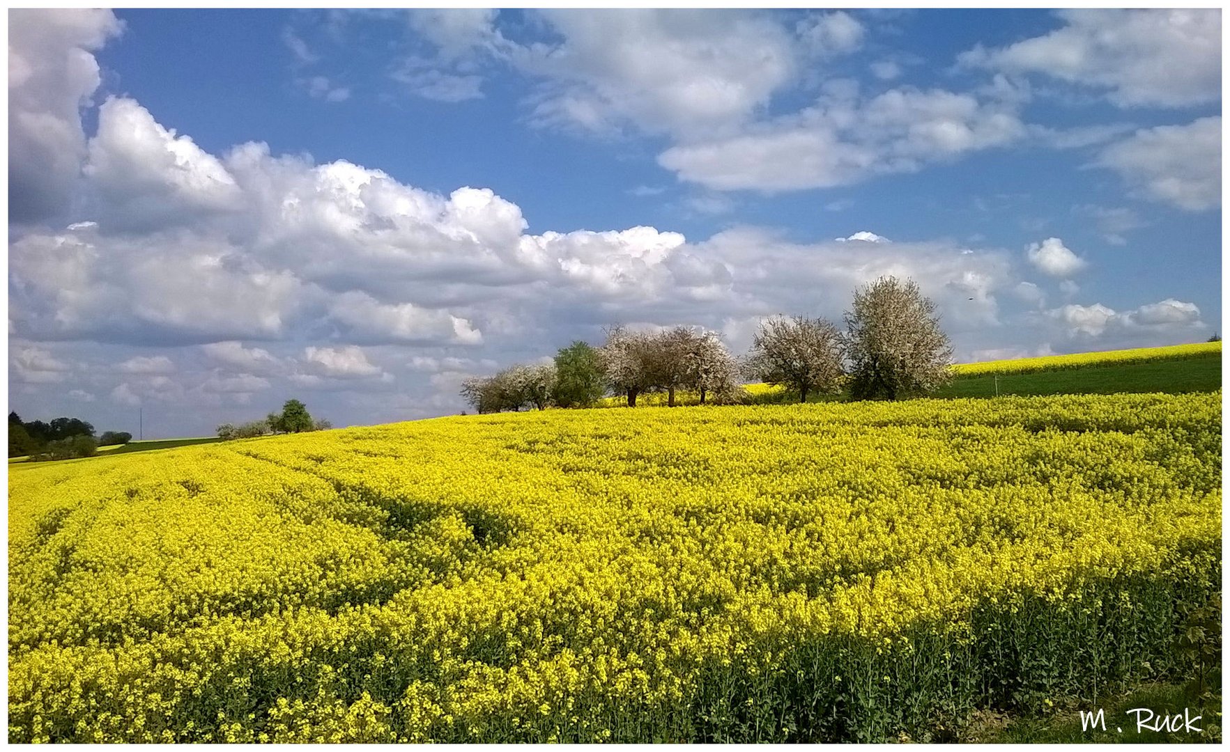 Noch blüht der Raps im Sonnenlicht 