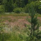 noch blüht die Heide im Moor