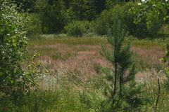 noch blüht die Heide im Moor