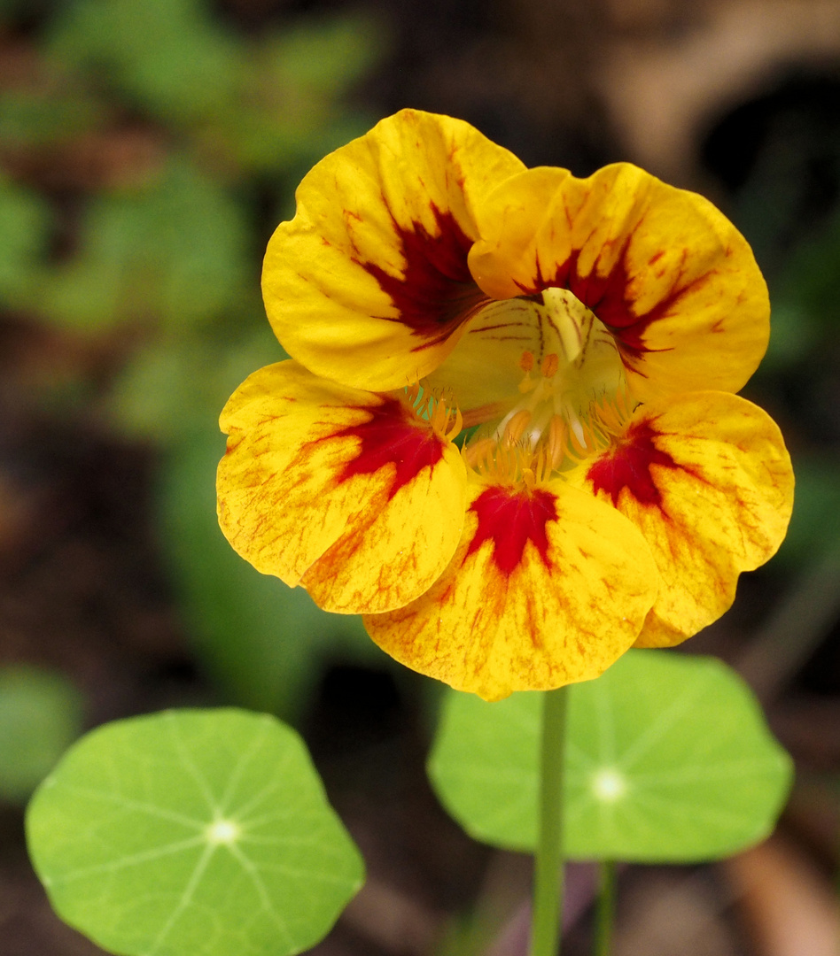 Noch blüht etwas im Garten ...Mittwochsblümchen 