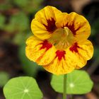 Noch blüht etwas im Garten ...Mittwochsblümchen 