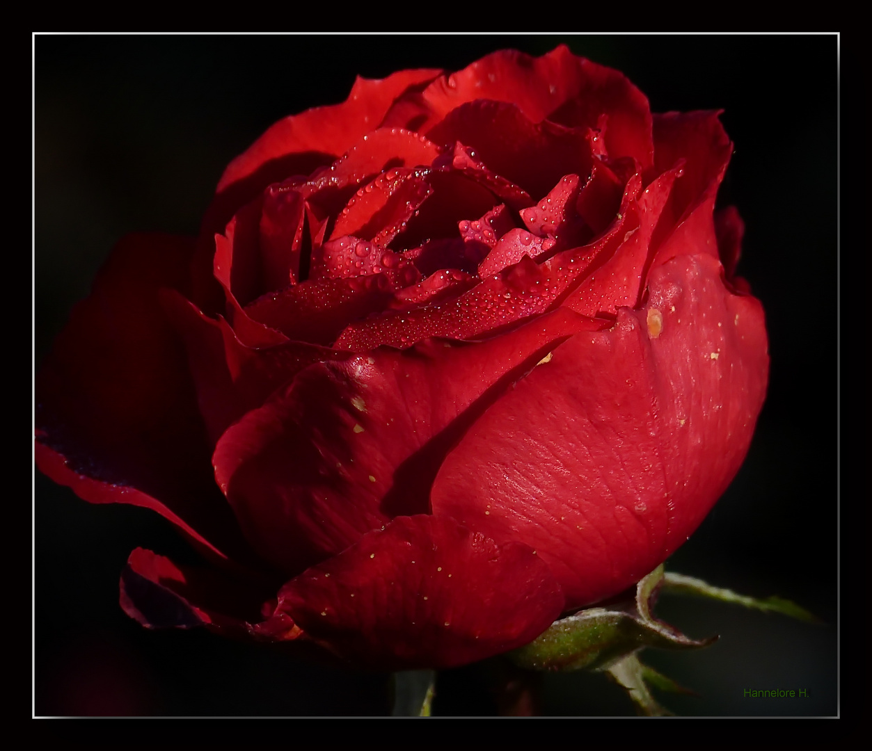 Noch blüht sie die Königin der Blume