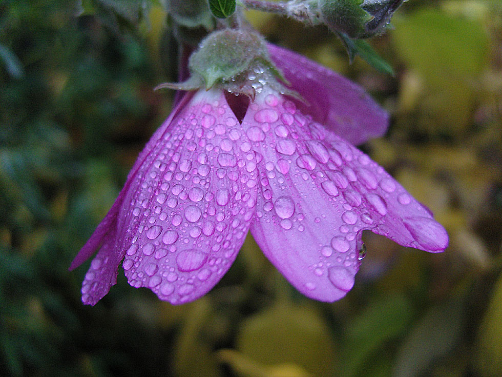 Noch blüht sie in meinem Garten - die Malve