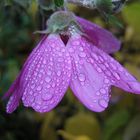 Noch blüht sie in meinem Garten - die Malve