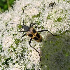 ...noch' Bock... Pachyta quadrimaculata (danke, Reinhard!)