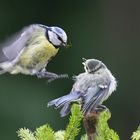 Noch diese eine Spinne...