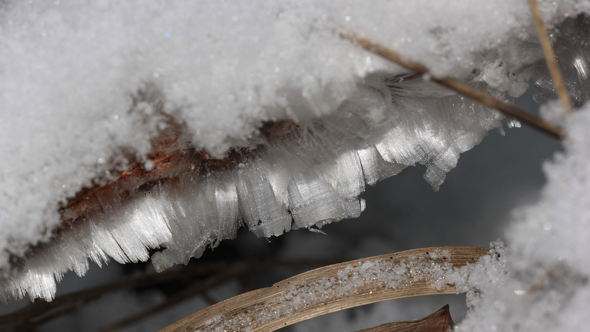 Noch drei Bilder vom Haareis unter Schnee (1)