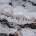 Noch drei Bilder vom Haareis unter Schnee (2)