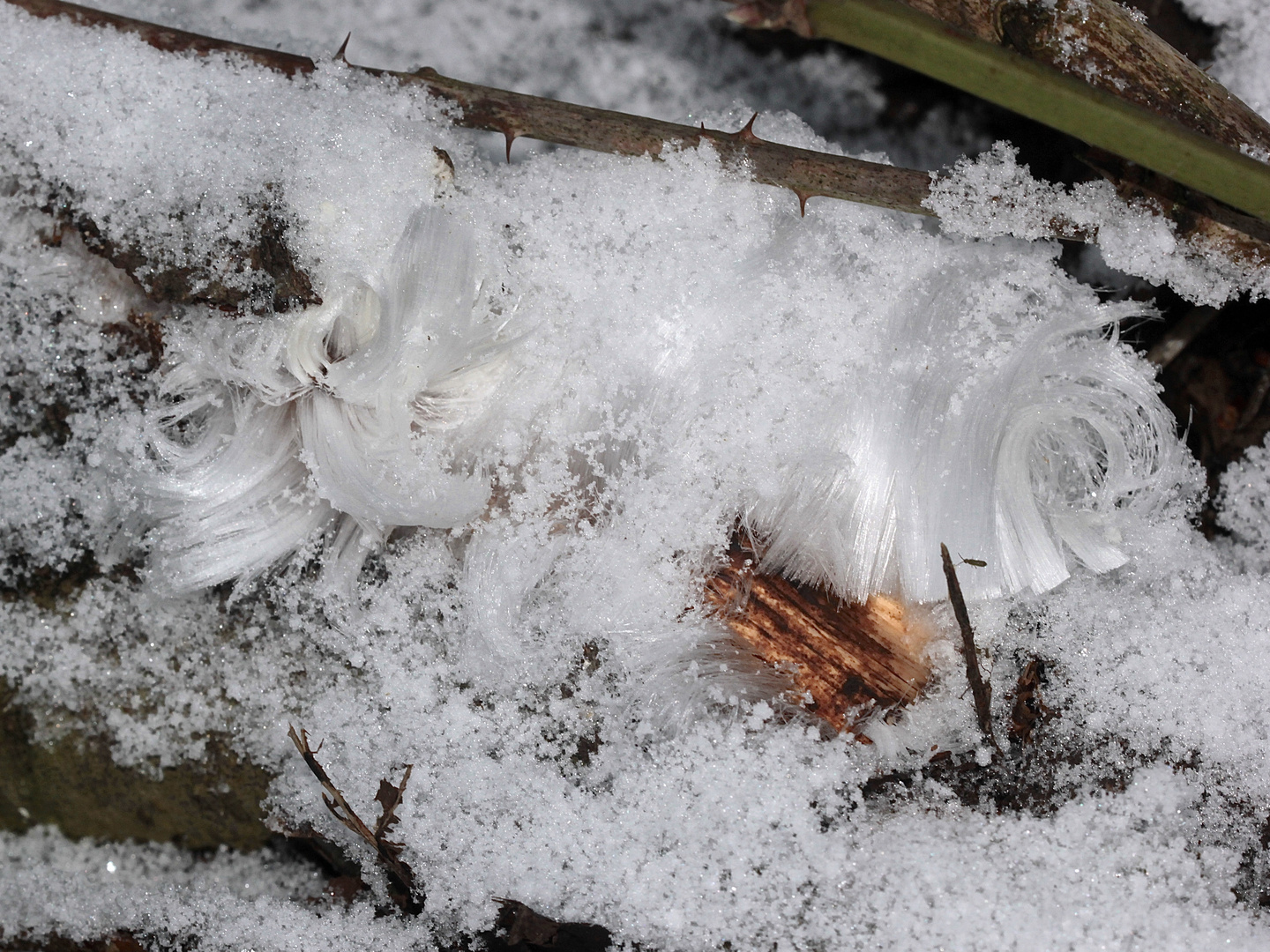 Noch drei Bilder vom Haareis unter Schnee (3)