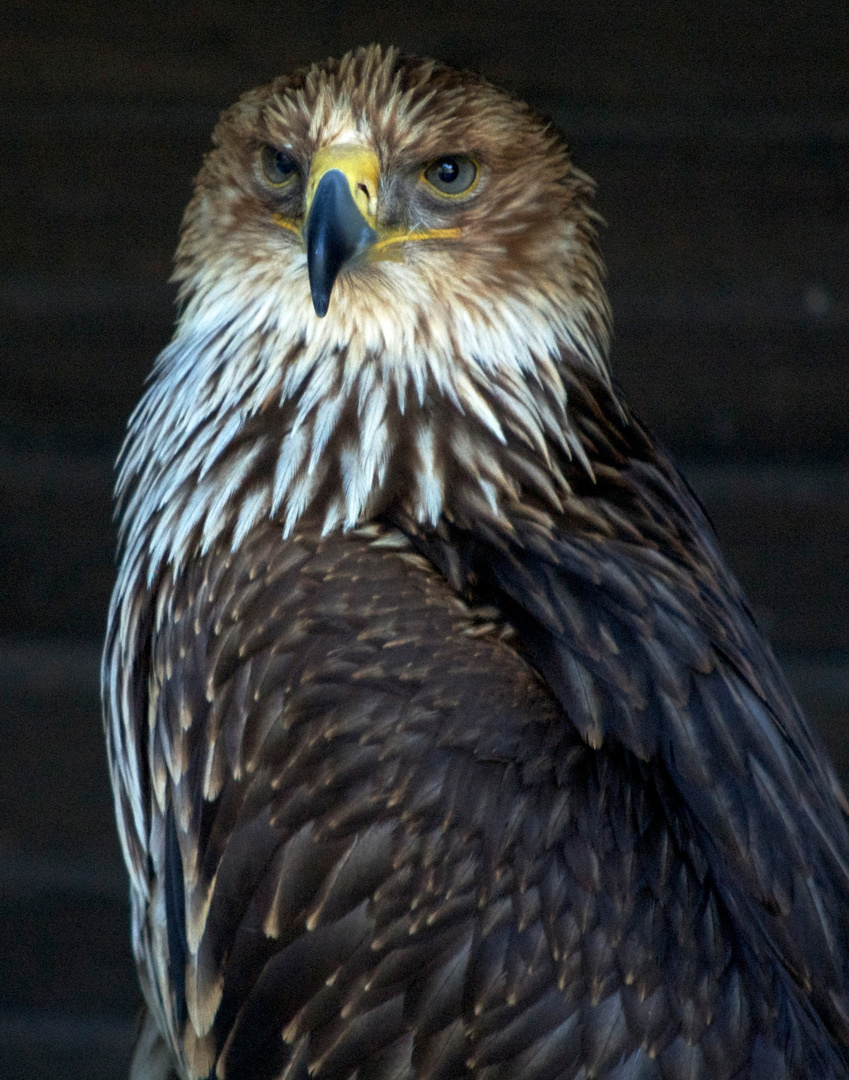 noch ein Adler