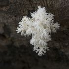 Noch ein Ästiger Stachelbart (Hericium corallouides) an verrottendem Buchenstamm