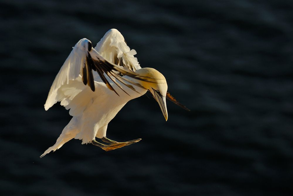 noch ein Anflug