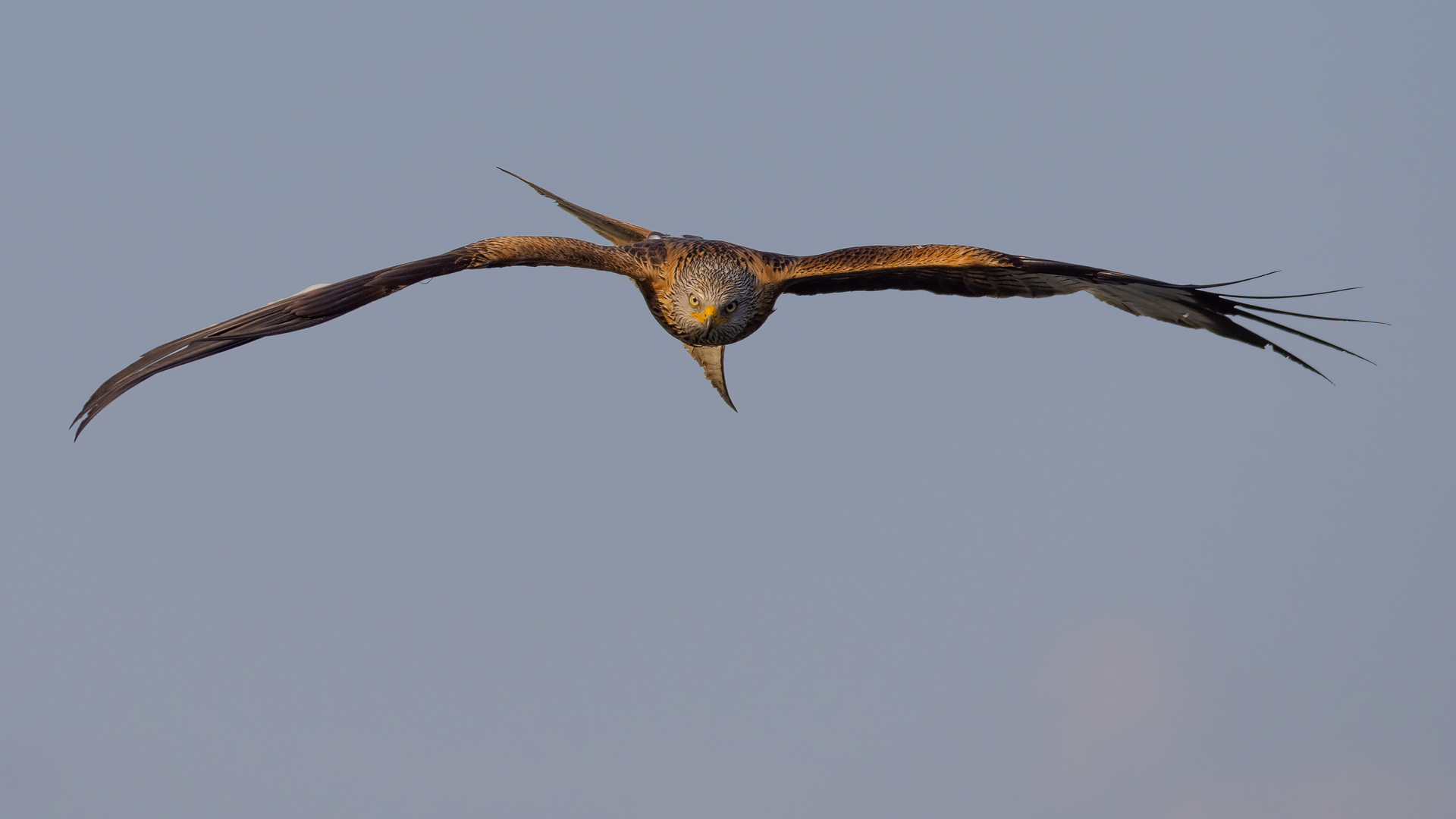 noch ein Anflug