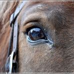 Noch ein "Augen"-Blick (mit Rahmen)