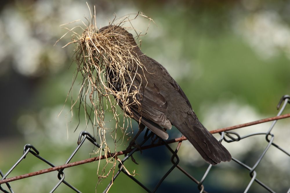 Noch ein Bartvogel