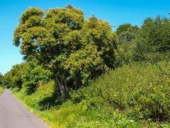 noch ein Baum