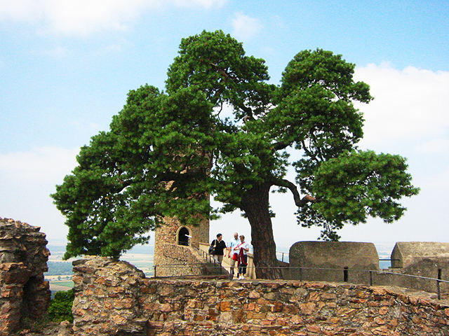 Noch ein Baum