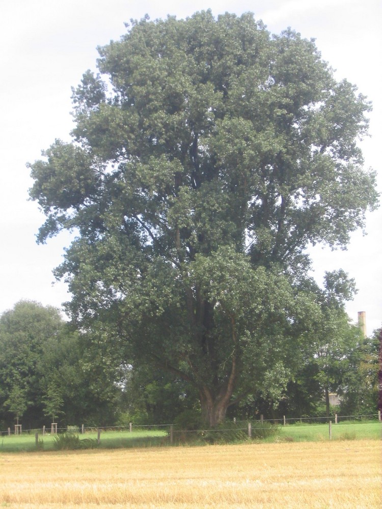 Noch ein Baum