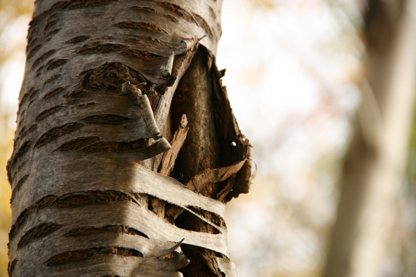 Noch ein Baum im Herbst