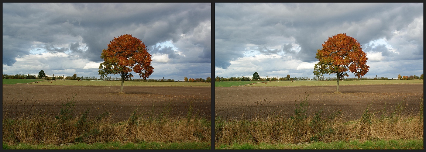 Noch ein Baum im Herbst (Überarbeitet)