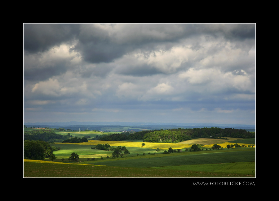 ... noch ein Baum im Rapsfeld