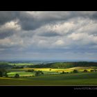 ... noch ein Baum im Rapsfeld