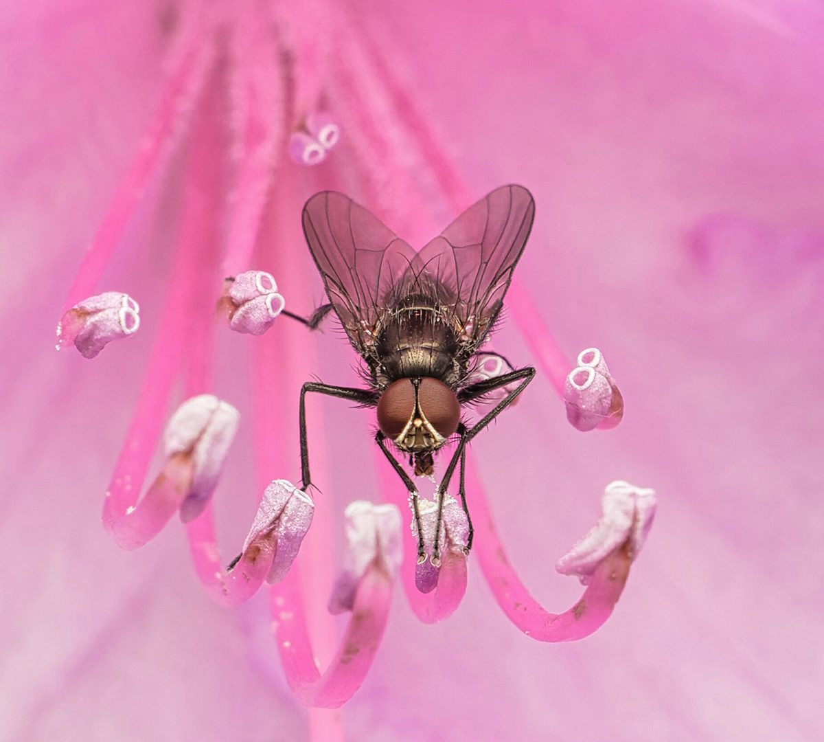 Noch ein Beitrag aus meiner Rhododendronblütenserie :-)