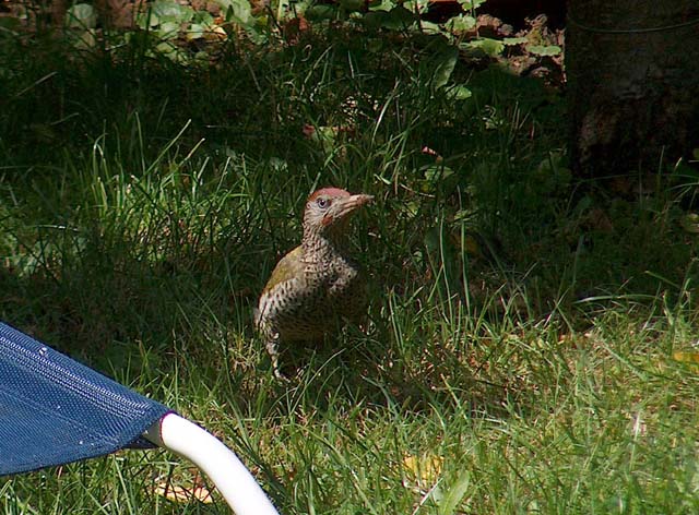 Noch ein Besucher im Garten