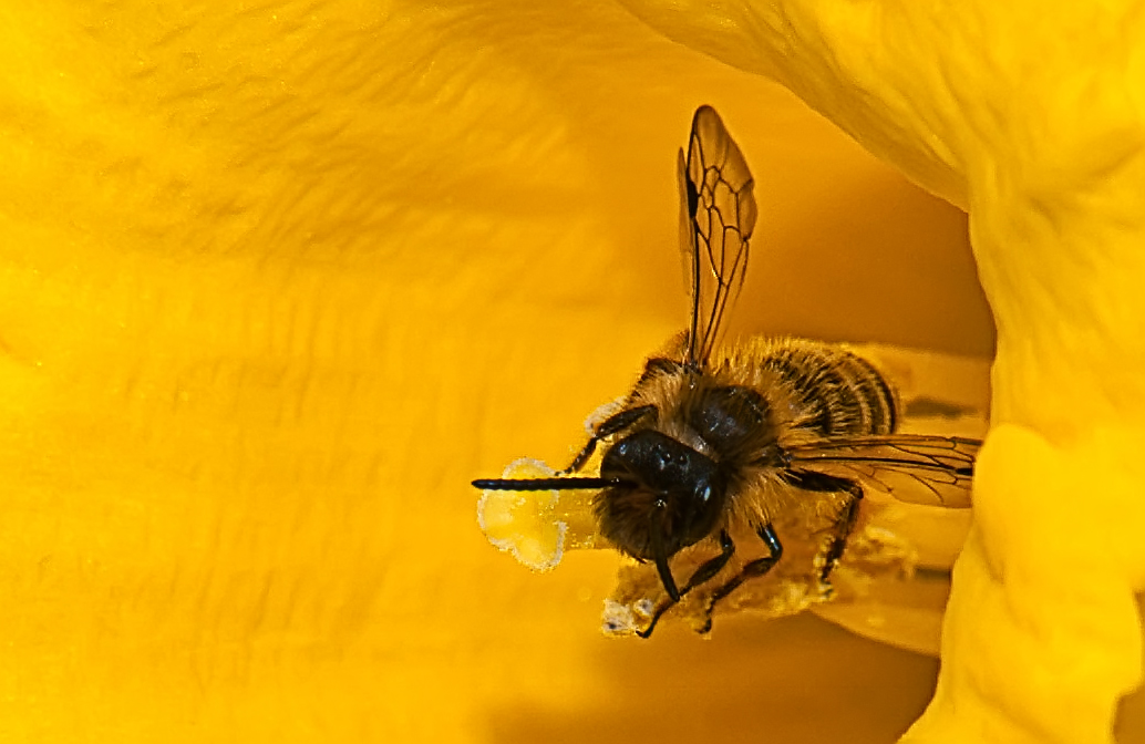 Noch ein Bienchen