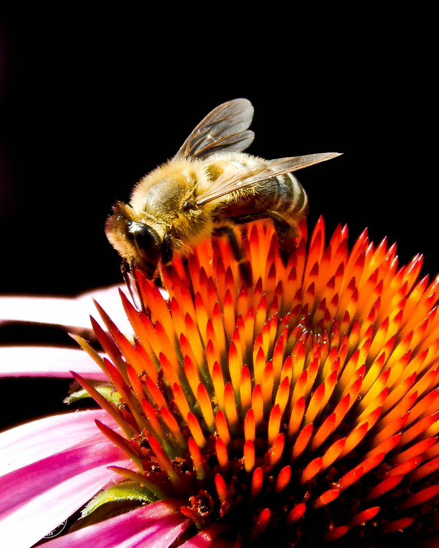 Noch ein Bienchen :-)